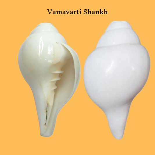 Vamavarti Sankh(Conch)