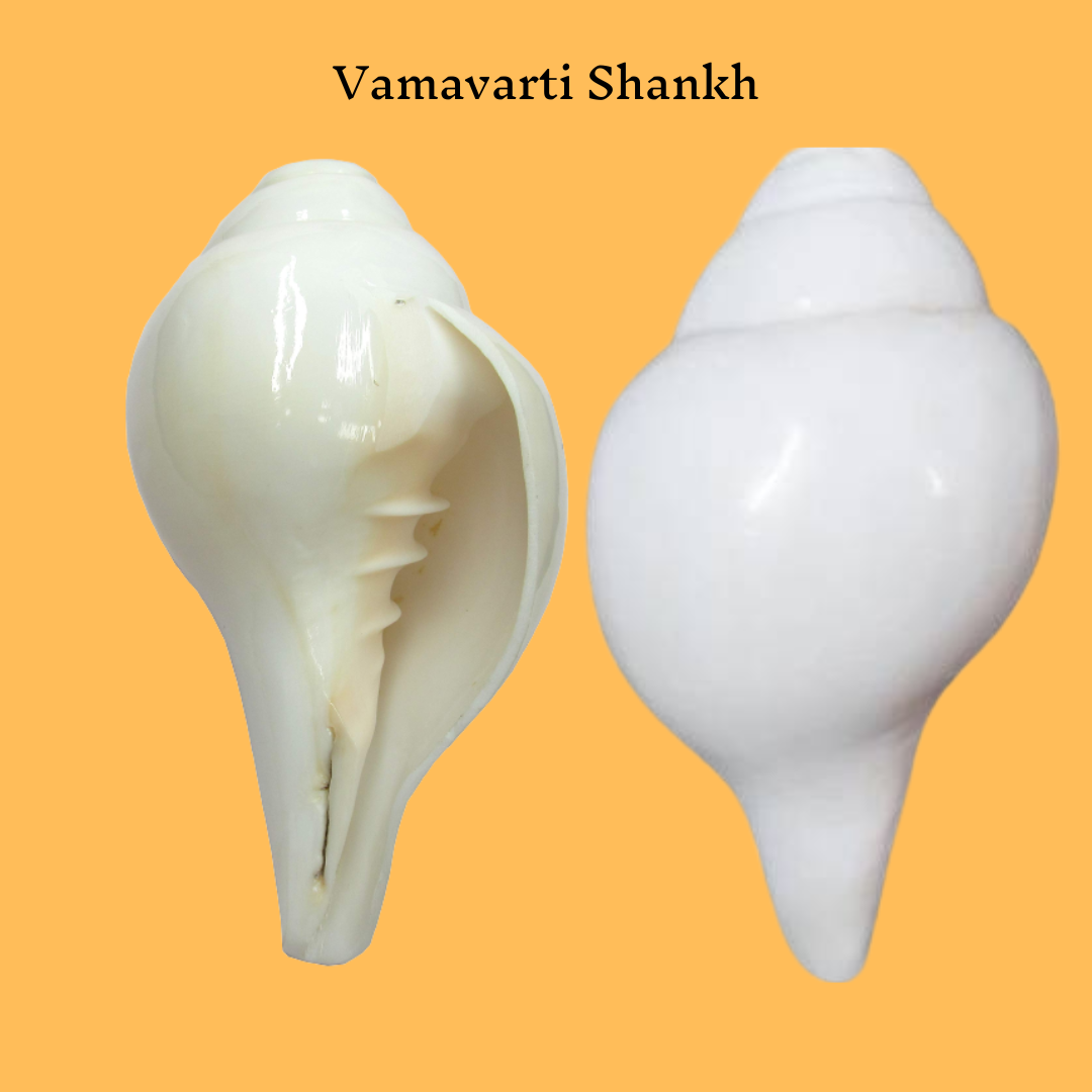 Vamavarti Sankh(Conch)