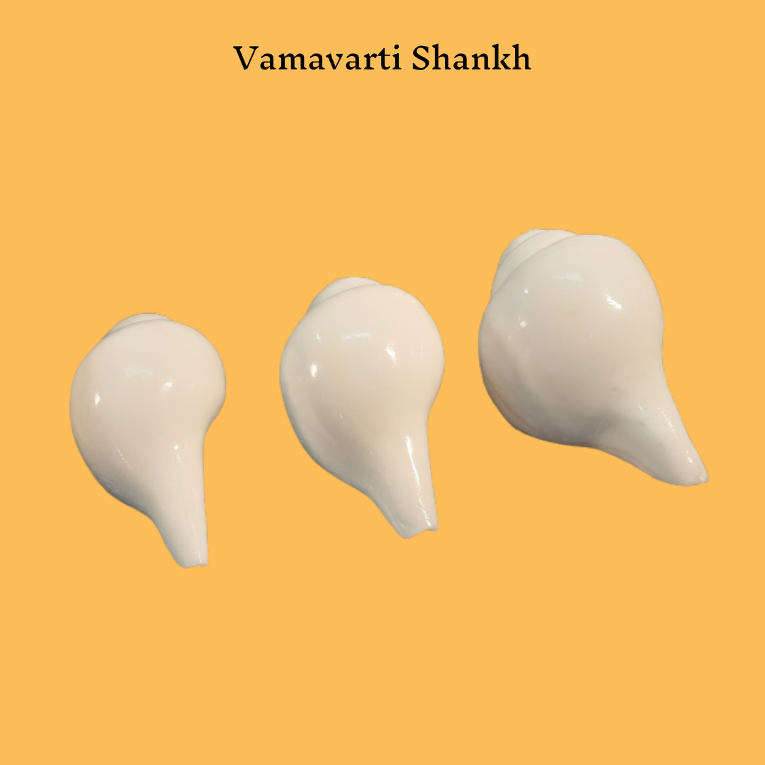 Vamavarti Sankh(Conch)