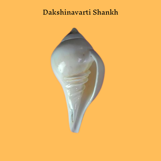 Dakshinavarti Shankh (Conch)