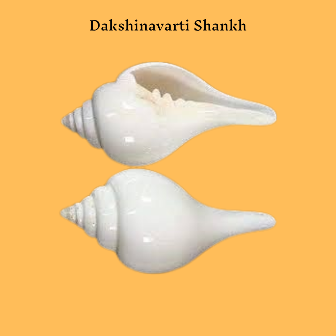 Dakshinavarti Shankh (Conch)